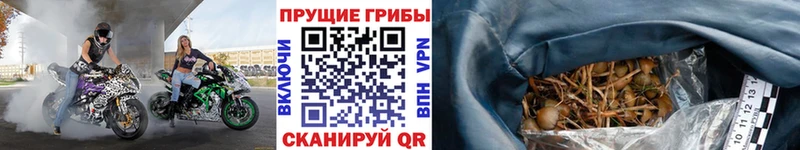 Галлюциногенные грибы MAGIC MUSHROOMS  Берёзовка 